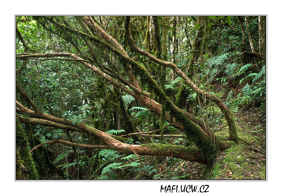 canaria06_03_14 .jpg